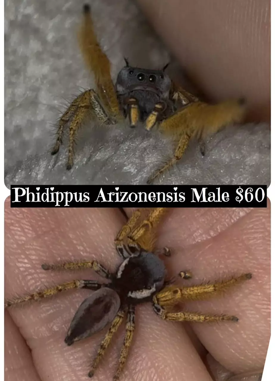 plant/Phiddipus arizonesis male jumping spider-0