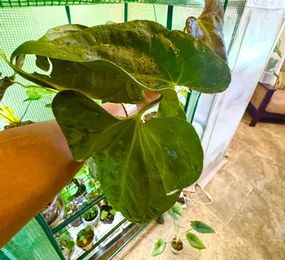 plant/MATURE PURE PAP-2-thumbnail