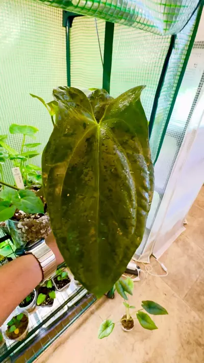 plant/MATURE PURE PAP-1-thumbnail