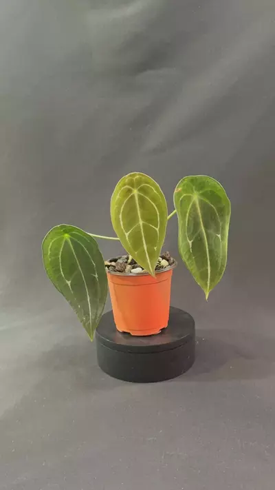 plant/Anthurium Forgetii-0-thumbnail