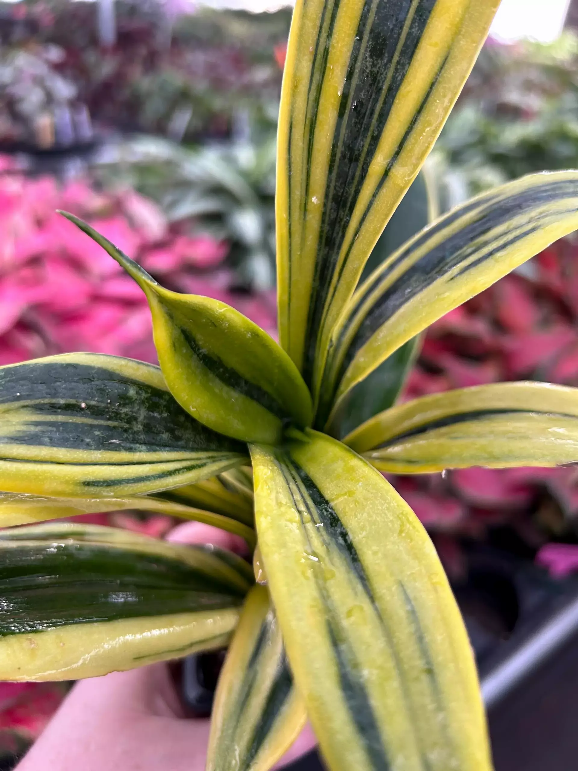 plant/Sansevieria Golden Flame-10