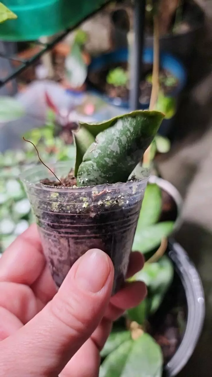 plant/Hoya imbricata B-1