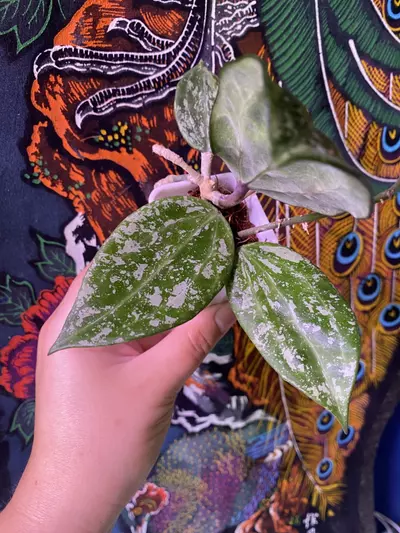 plant/Hoya Rangsan Splash-1-thumbnail