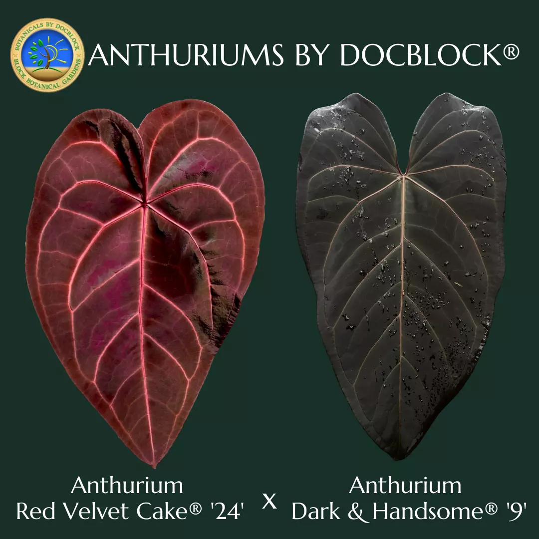 plant/Anthurium Red Velvet Cake '24' x Dark and Handsome '9' by DocBlock® *Grower's choice*-0
