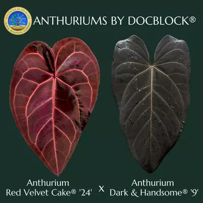 plant/Anthurium Red Velvet Cake '24' x Dark and Handsome '9' by DocBlock® *Grower's choice*-0-thumbnail