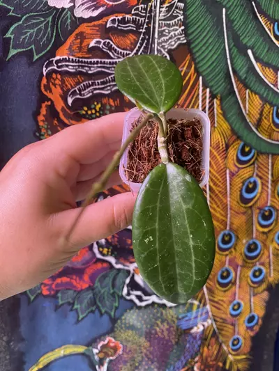 plant/Hoya Hanhiae ‘Pink’-0-thumbnail