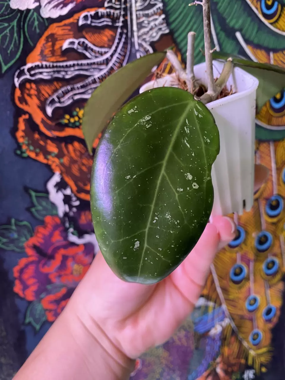 plant/Hoya AH Black Spinel-2