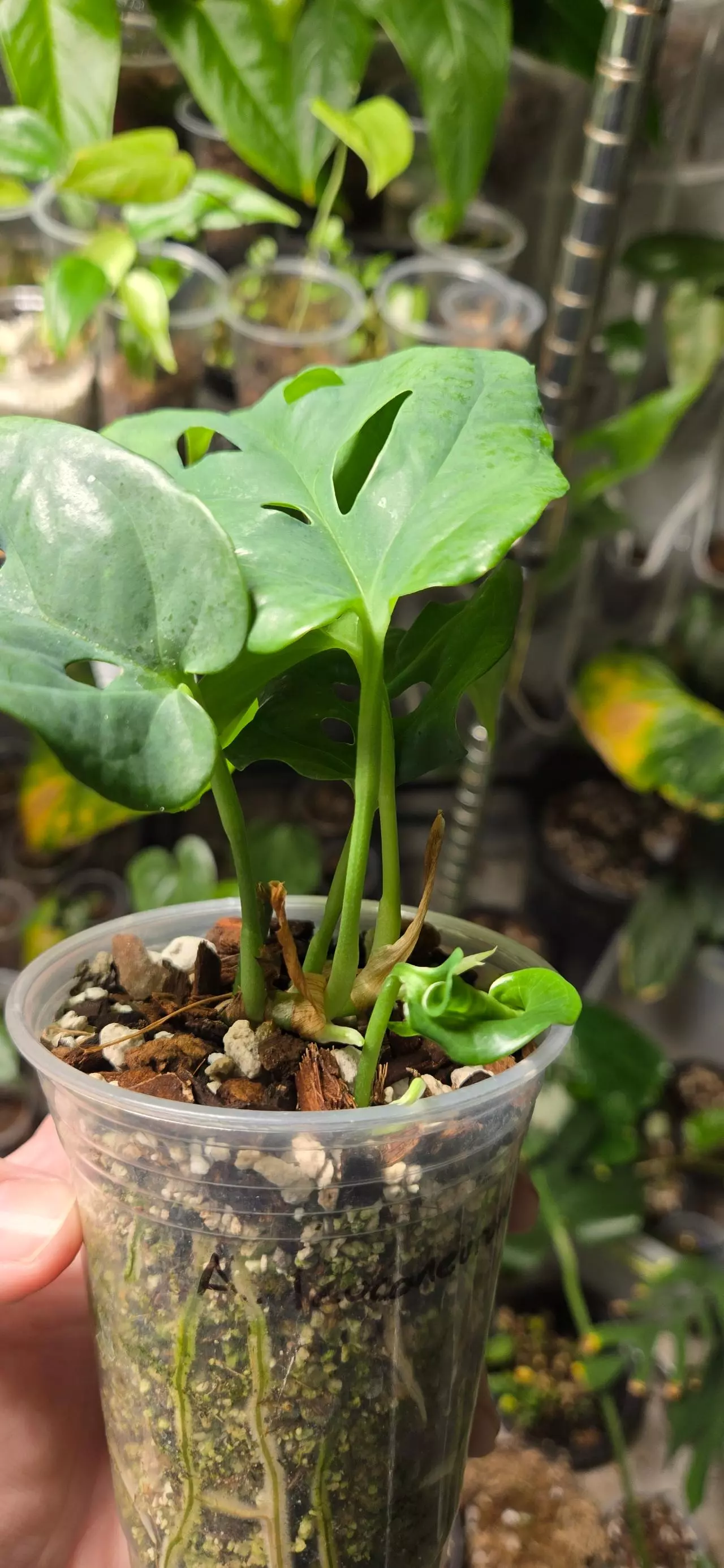 plant/Amydrium Sumatra (Double Headed)-1