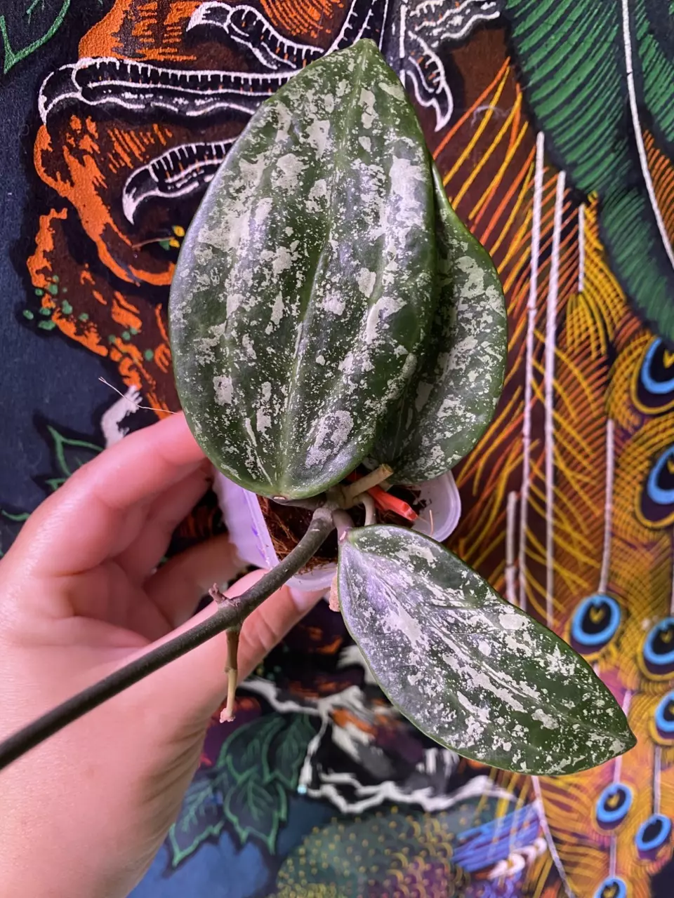 plant/Hoya Rangsan Splash w/Peduncle-0