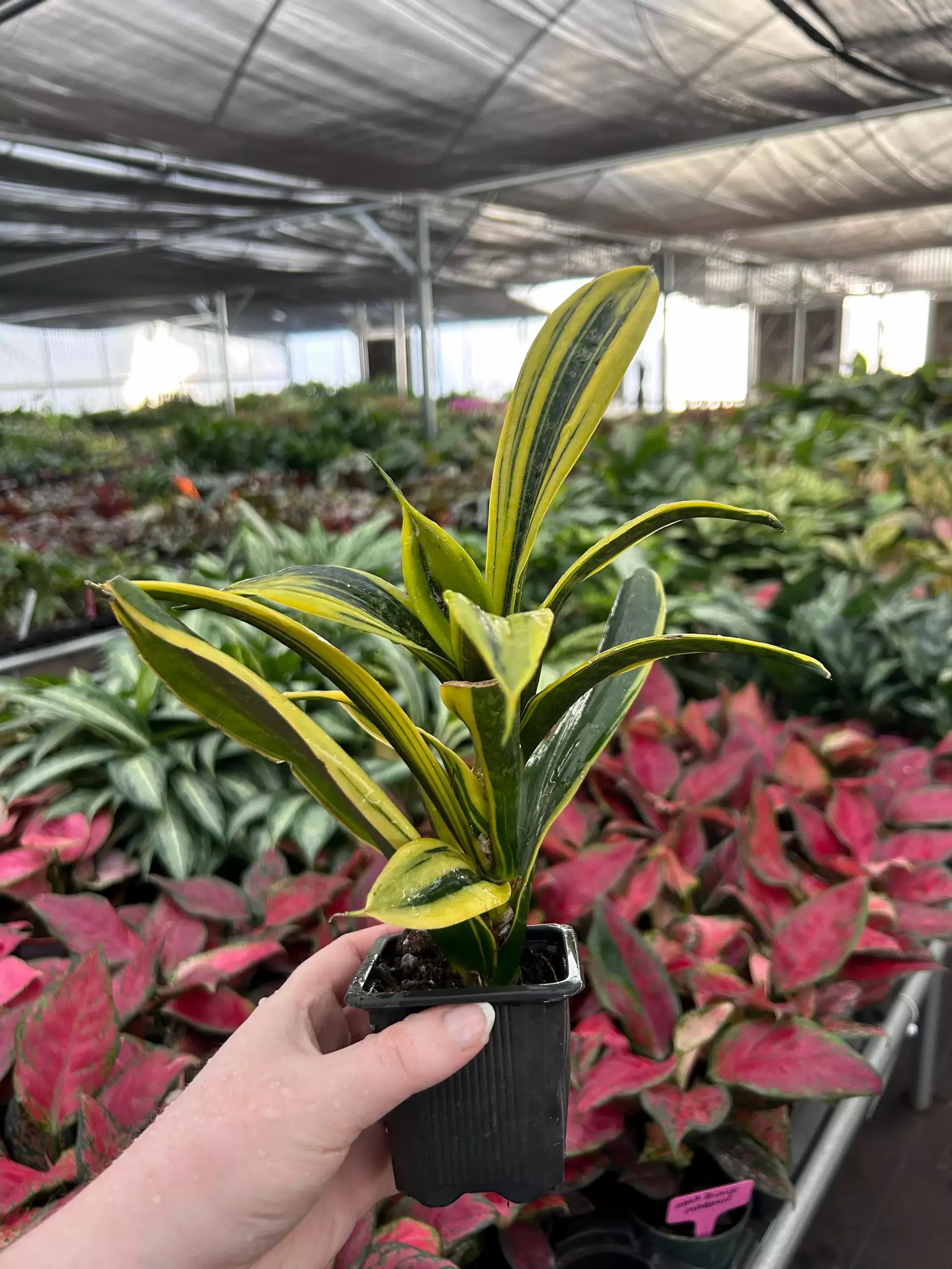 plant/Sansevieria Golden Flame-1