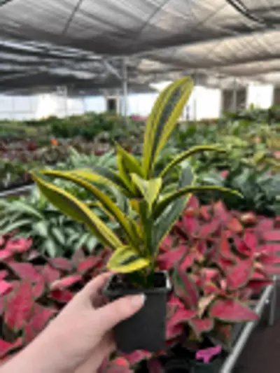 plant/Sansevieria Golden Flame Starter Plant Growers Choice-1-thumbnail