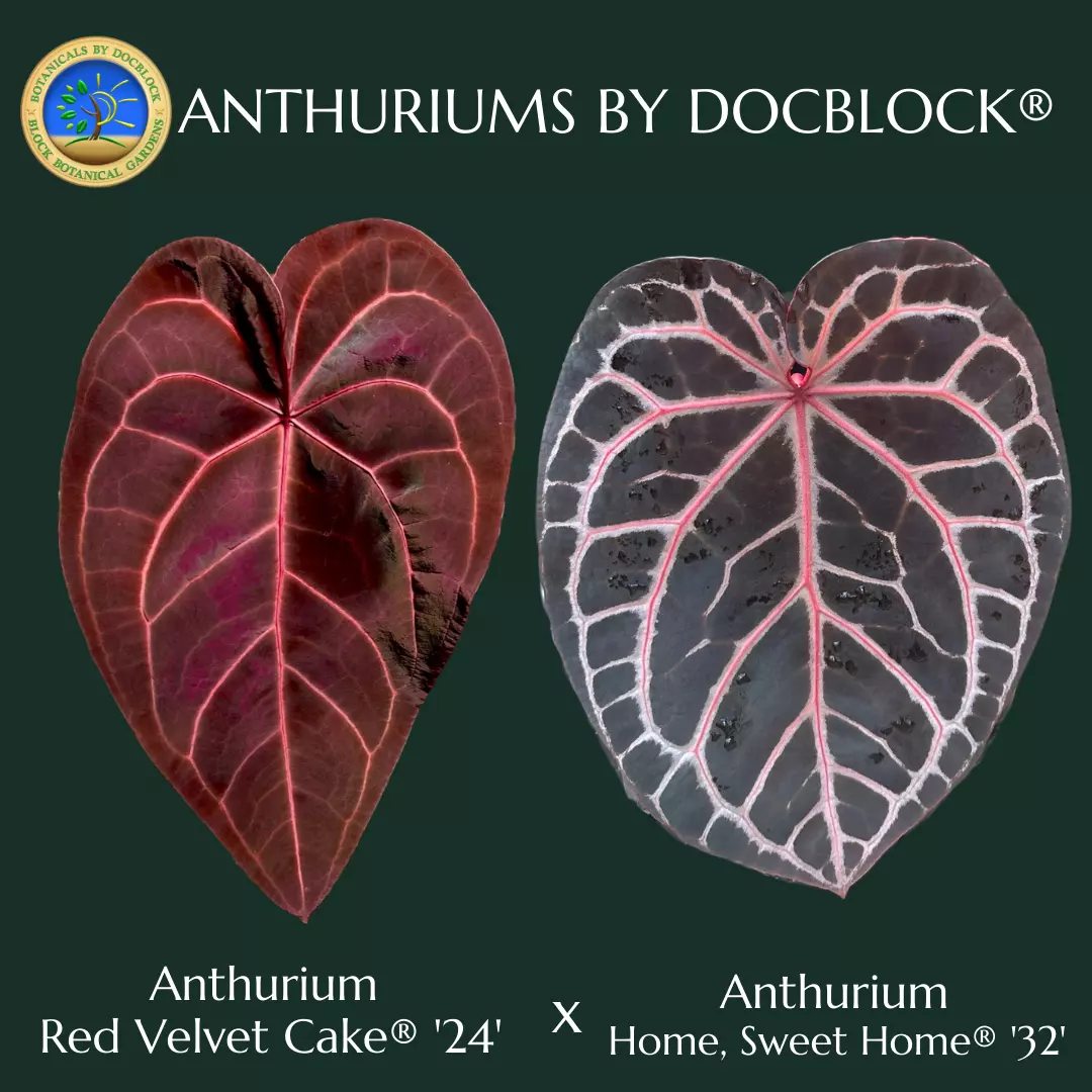 plant/Anthurium Red Velvet Cake '24' x Home, Sweet Home '32' by DocBlock® *Grower's choice*-0