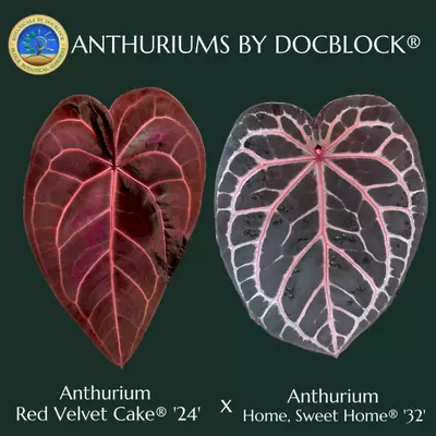 plant/Anthurium Red Velvet Cake '24' x Home, Sweet Home '32' by DocBlock® *Grower's choice*-0-thumbnail