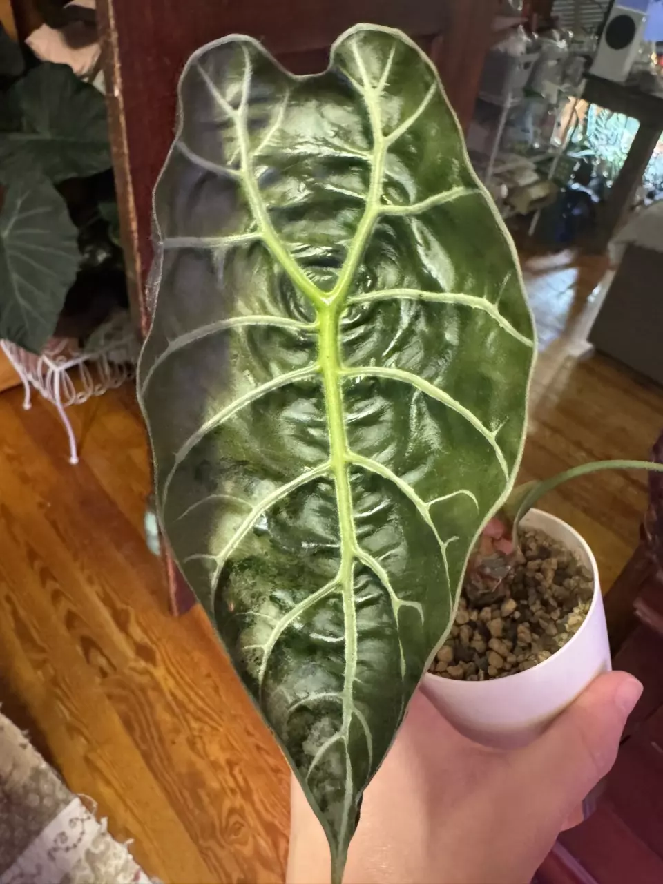 plant/Alocasia Pink Watsonia-0