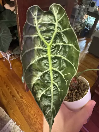 plant/Alocasia Pink Watsonia-0-thumbnail