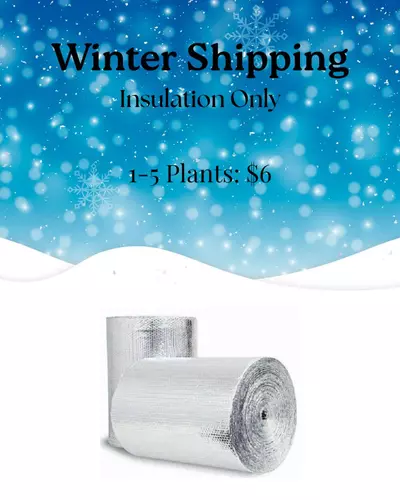 plant/Winter Shipping, Insulation ONLY: 1-5 plants-0-thumbnail