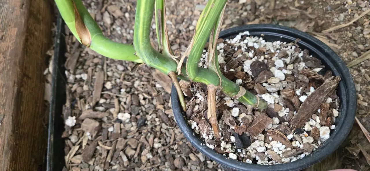 plant/Monstera deliciosa SF aurea-2