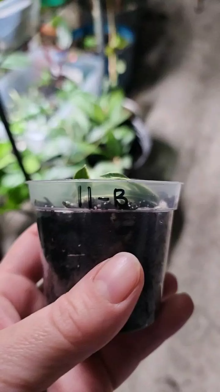 plant/Hoya bella outer variegated B-1