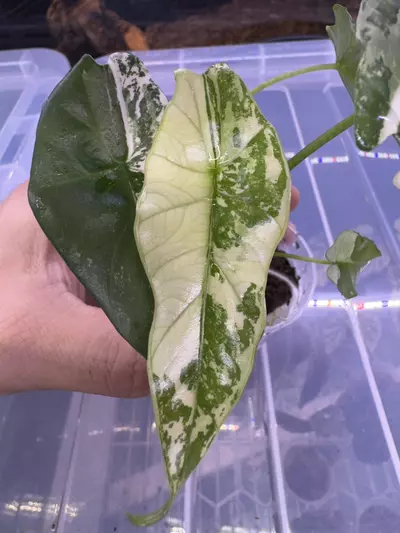 plant/A. simpo albo-0-thumbnail