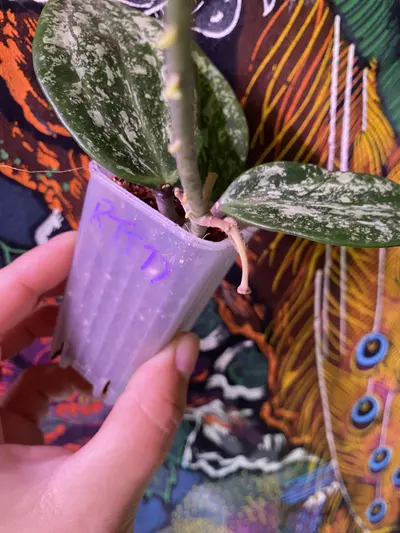 plant/Hoya Rangsan Splash w/Peduncle-1-thumbnail