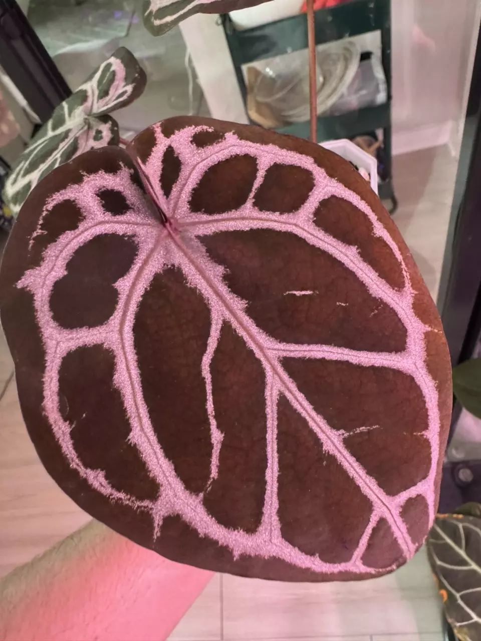 plant/(ZaraMichelle x Silver Blush) x Purple Yurple-1