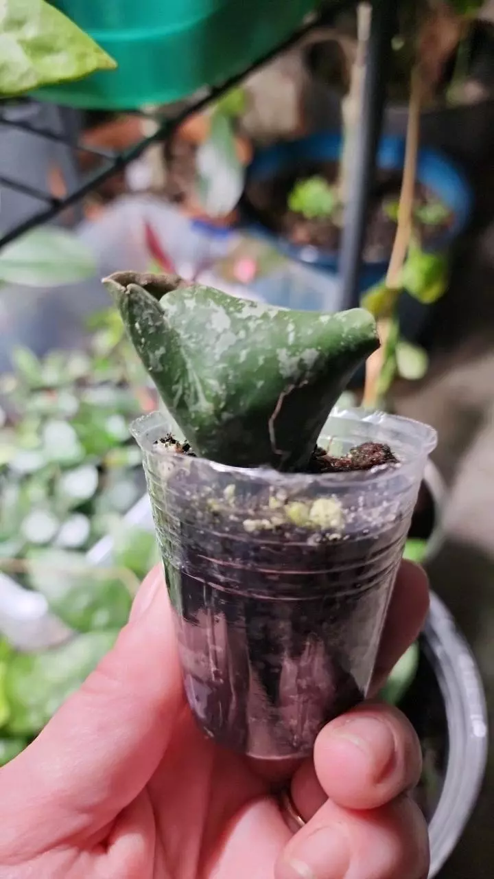plant/Hoya imbricata B-0