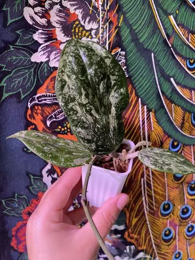 plant/Hoya Rangsan Splash-0-thumbnail