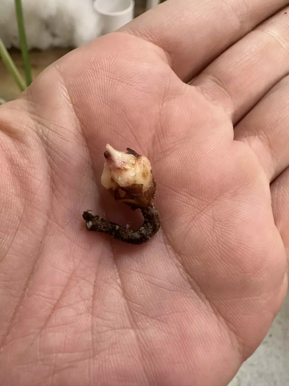 plant/Longiloba Albo corm-1