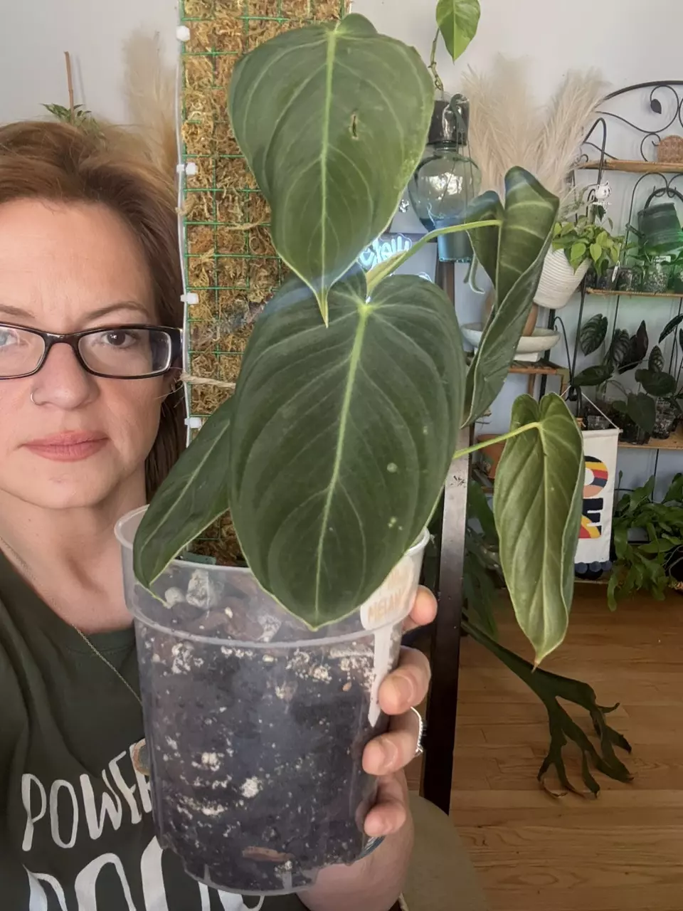 plant/5 leaf Melano on moss pole-0