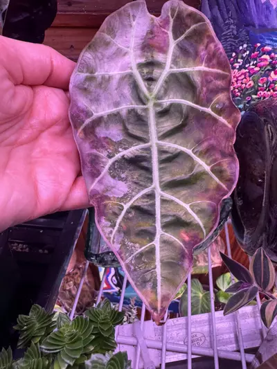 plant/Alocasia Pink Watsonia-1-thumbnail