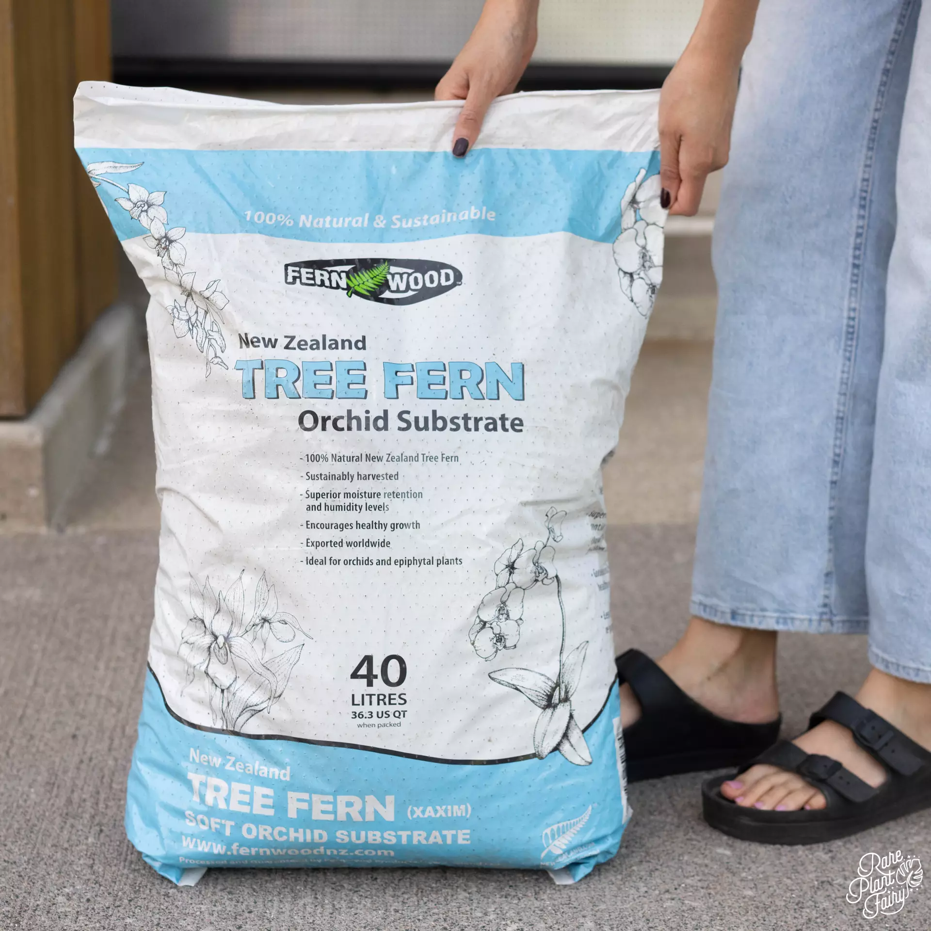 plant/New Zealand Tree Fern Soft Tropical Substrate-0