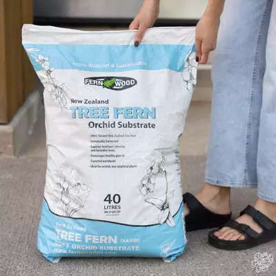 plant/New Zealand Tree Fern Soft Tropical Substrate-0-thumbnail