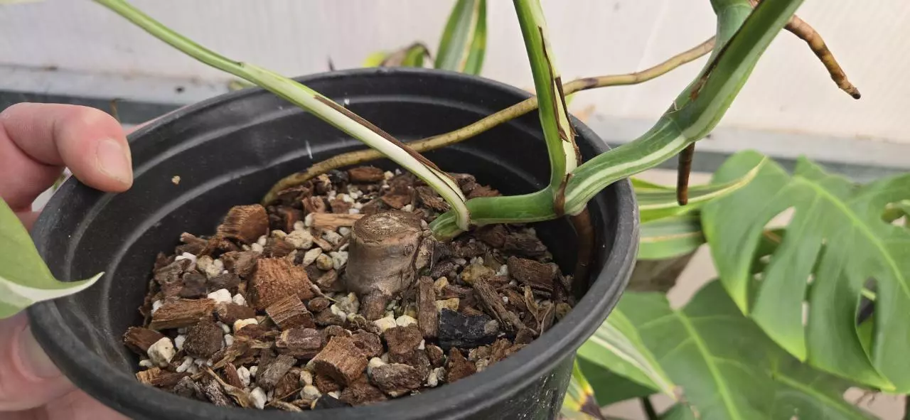 plant/Monstera deliciosa SF albo-4