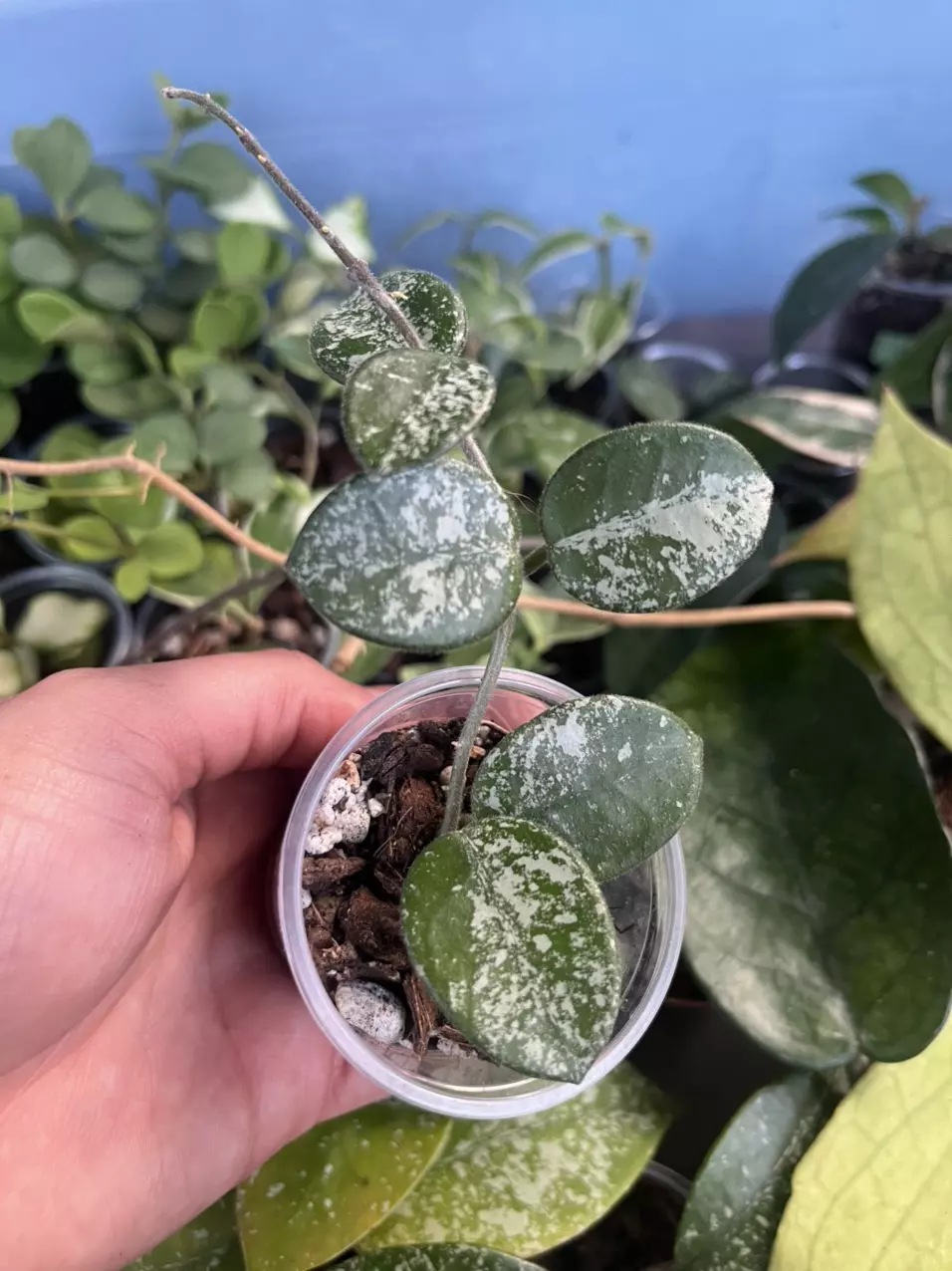 plant/Hoya Mathilde Splash-0