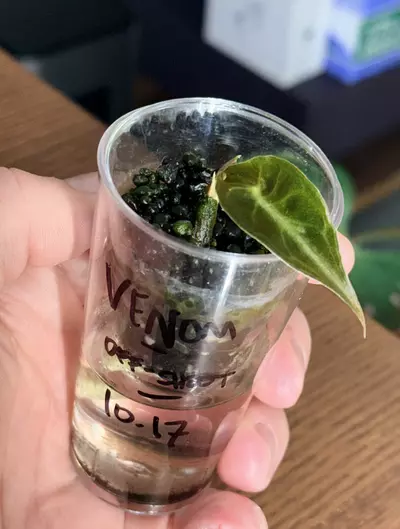 plant/🐍Alocasia Venom Off-shoot 🐍-1-thumbnail