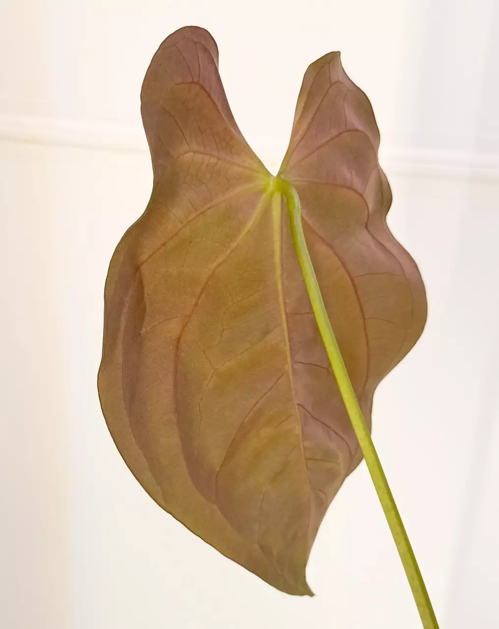 plant/Pure GY Papillilaminum in Cataphyll-1