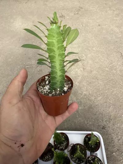 plant/Euphorbia Trigona Green – African Milk Tree – 2” Pot-0-thumbnail