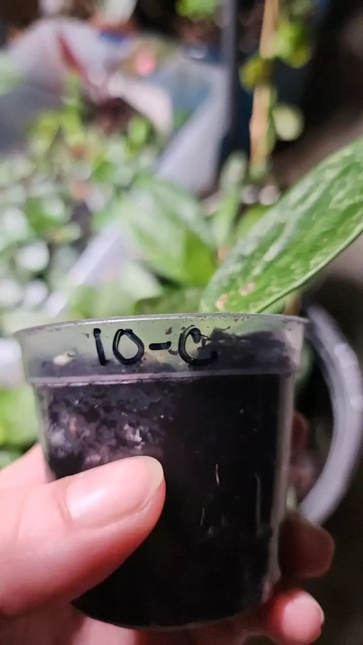 plant/Hoya rangsan C-1