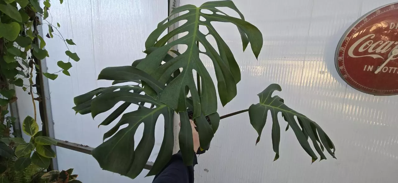 plant/Monstera deliciosa var. Sierrana-2