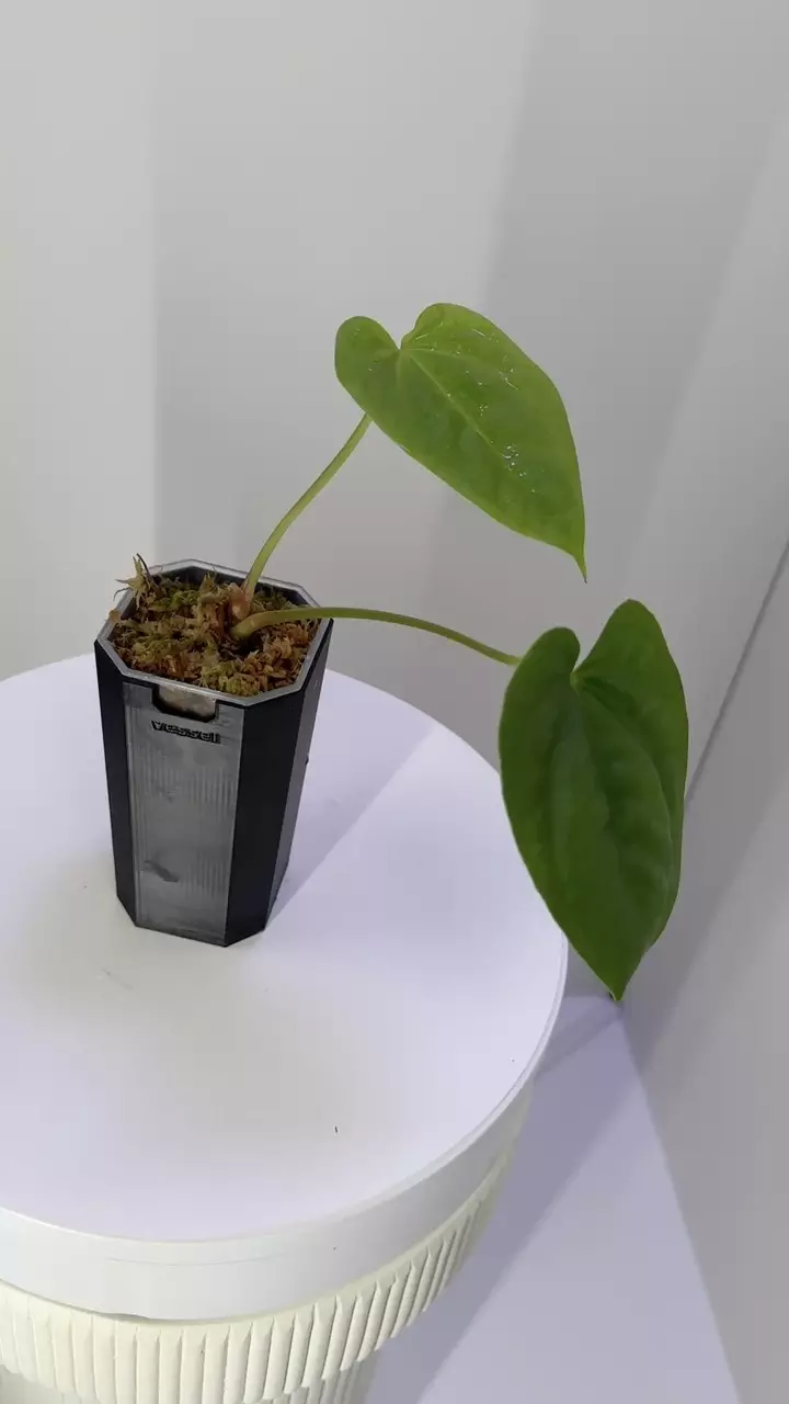 plant/Jungle Giant x Luxurians from Wildroots-0