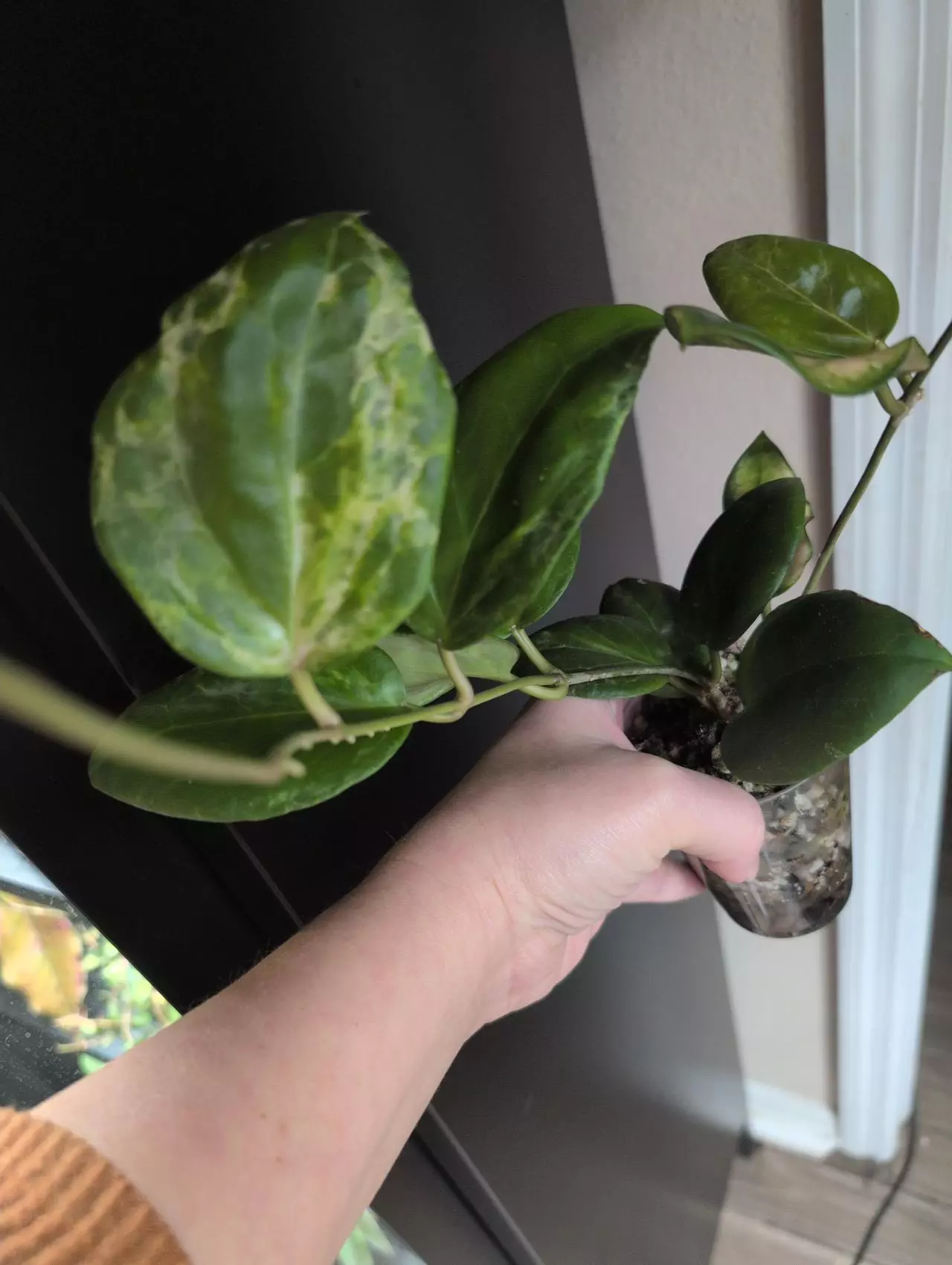 plant/Hoya Candy cutting, Low variegation DEAL-0