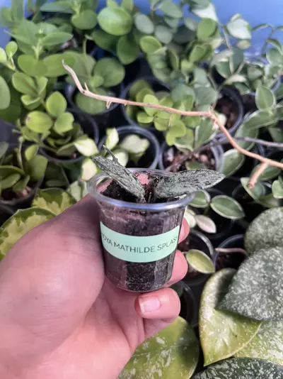 plant/Hoya Mathilde Splash-1-thumbnail