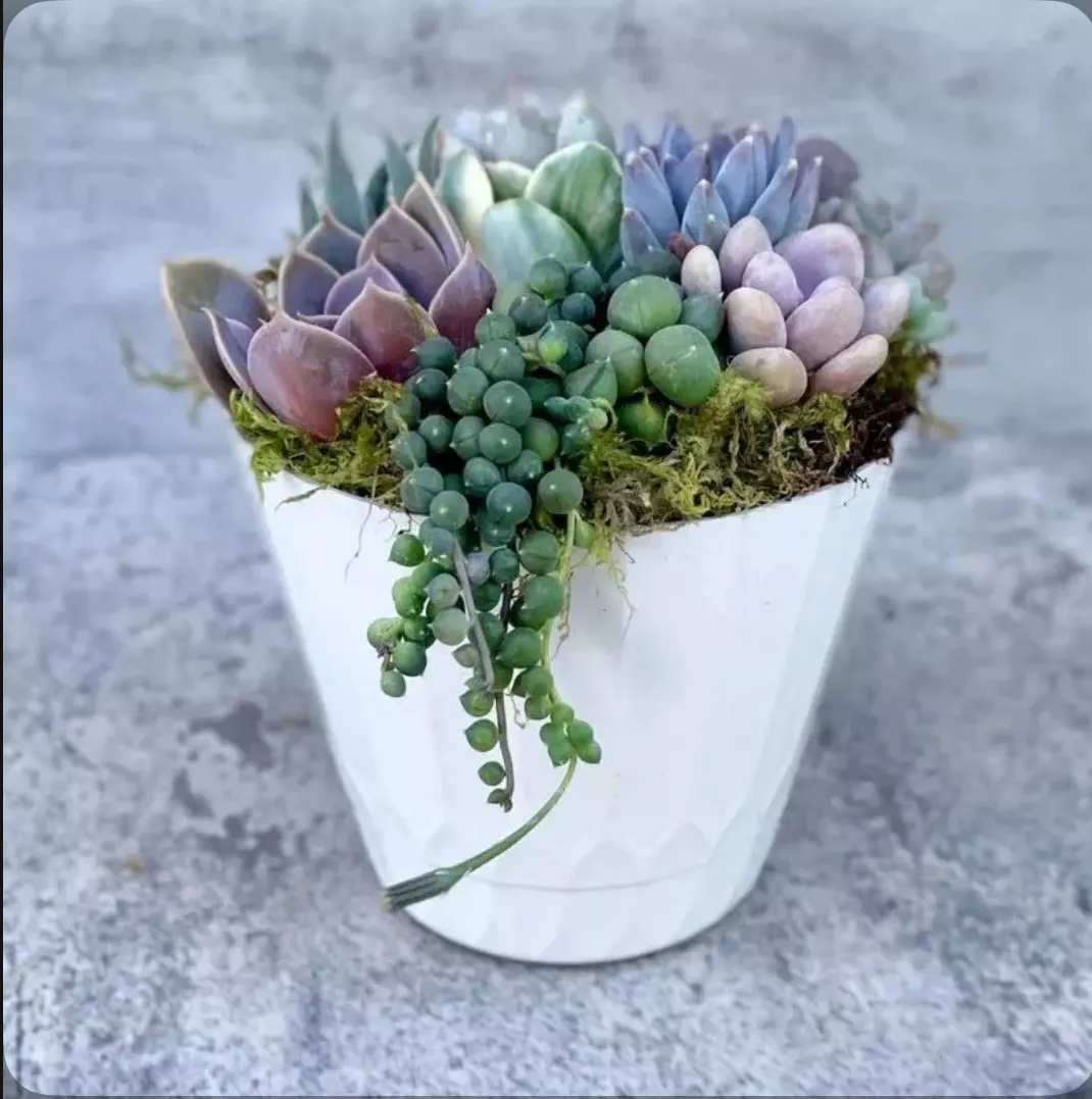 plant/Surfside Serenade - Potted Succulent Garden-0