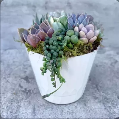 plant/Surfside Serenade - Potted Succulent Garden-0-thumbnail