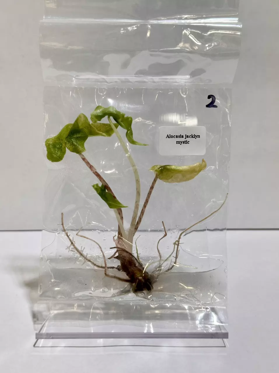 plant/MYSTIC JACKLYN ALOCASIA TC - 2-0