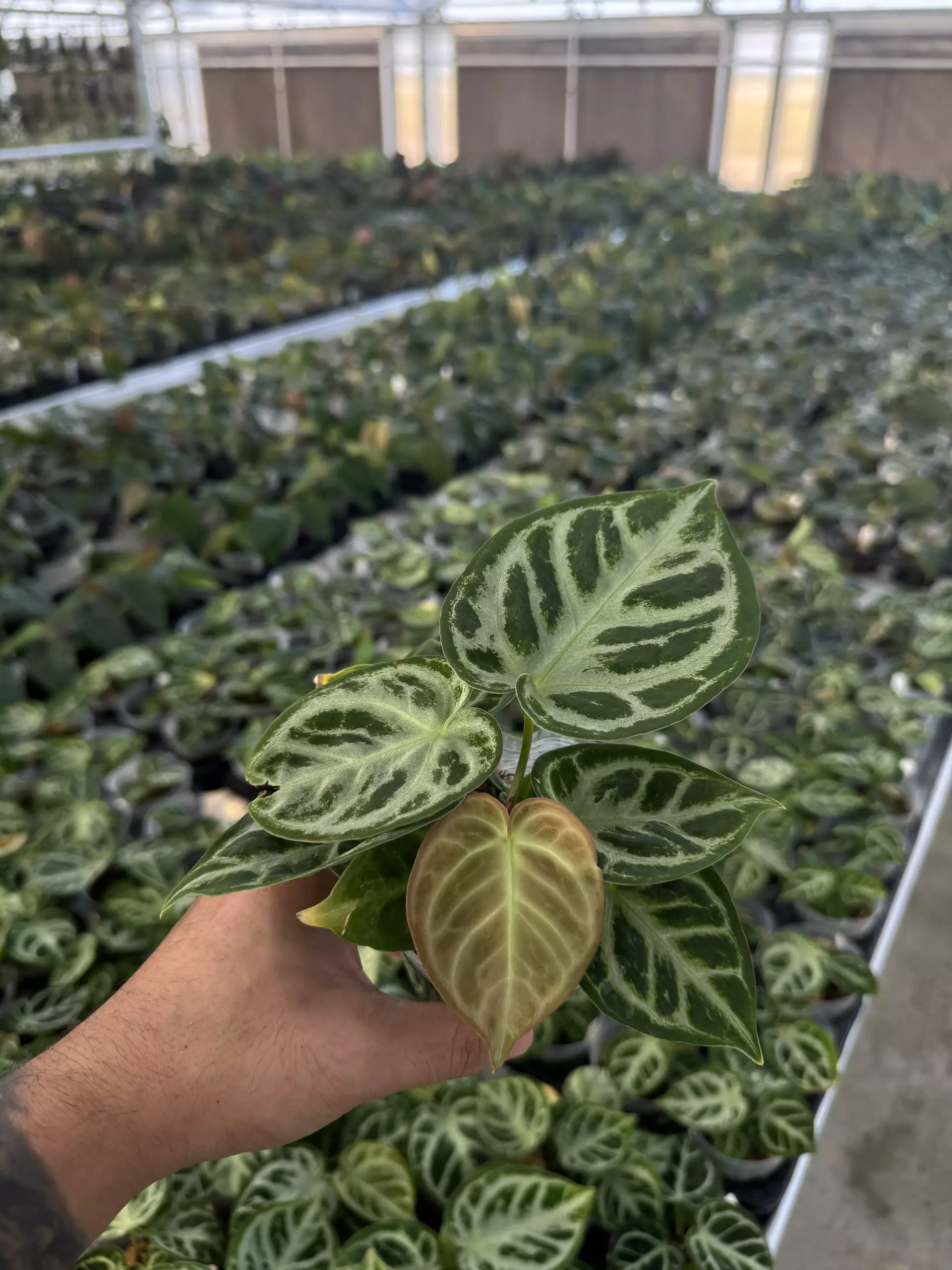 plant/A. Dorayaki Silver-0