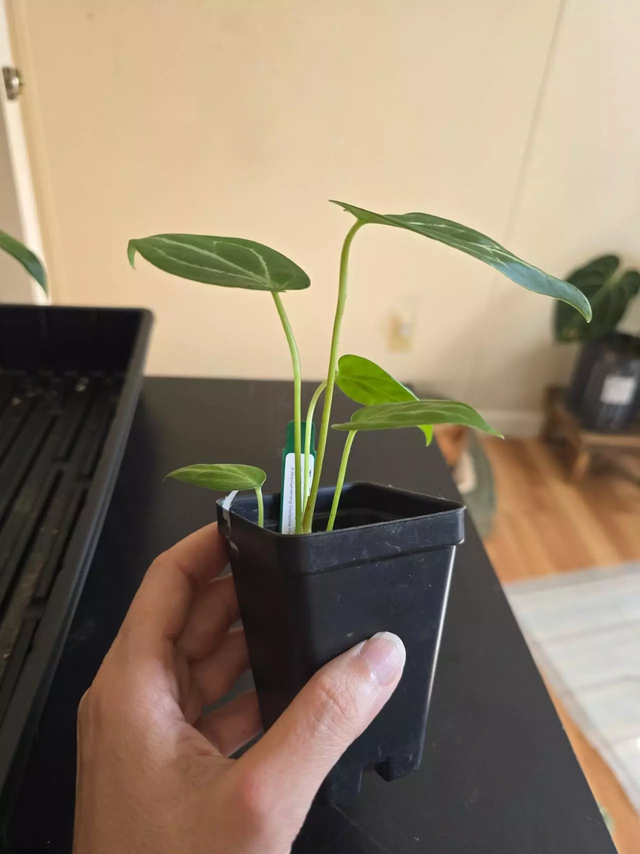 plant/#0096 Demogorgon-1