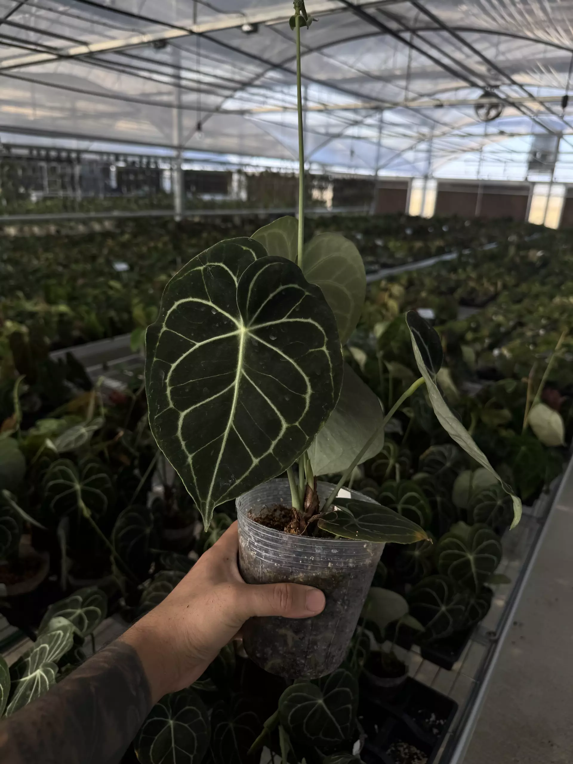 plant/A. clarinervium big-0