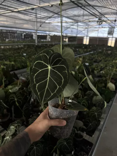 plant/A. clarinervium big-0-thumbnail