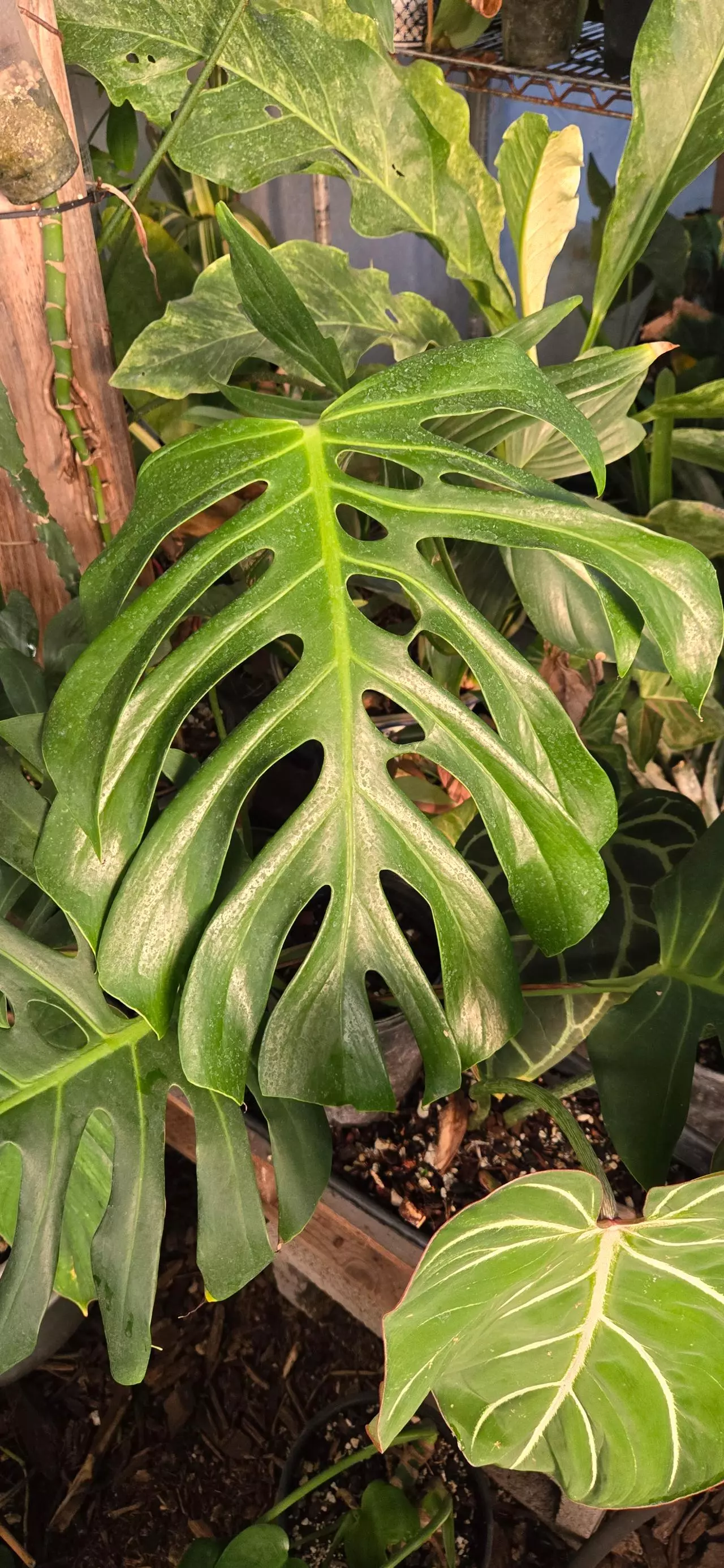 plant/Monstera deliciosa var. Sierrana-0